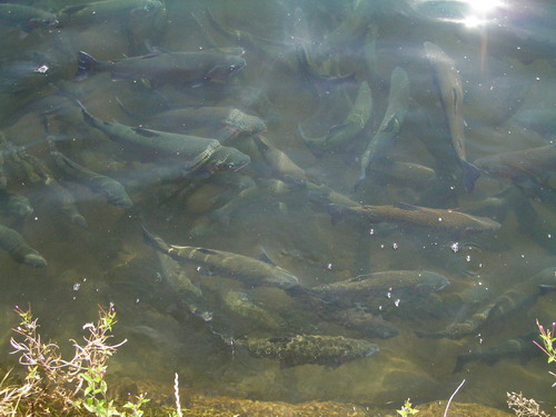 forel 02.jpg