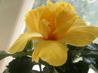 P5160356-w.gif