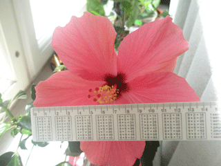 P5160353-w.gif