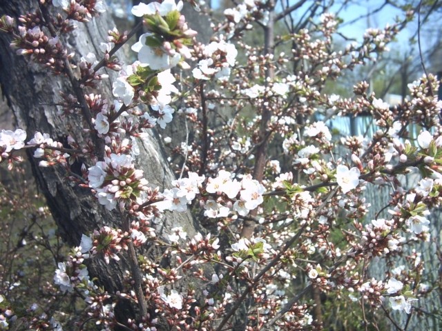 PICT0077.jpg