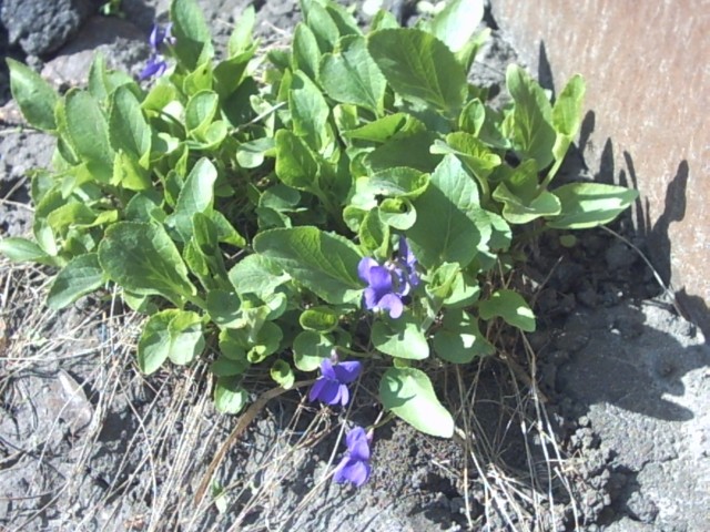 PICT0078.jpg