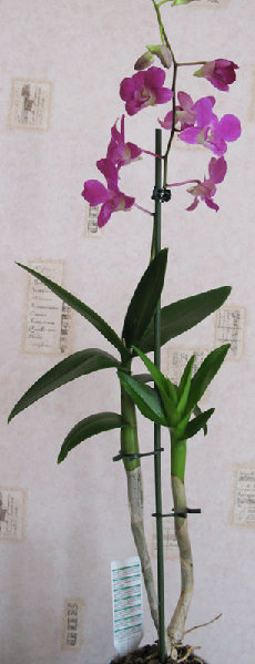 Dendrphal.jpg