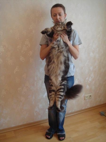 мейн кун