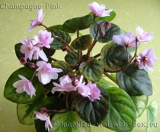 Champagne Pink3.JPG