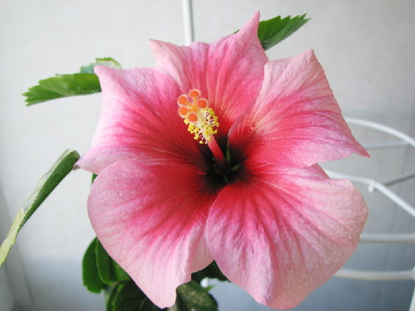 IMG_1189.jpg
