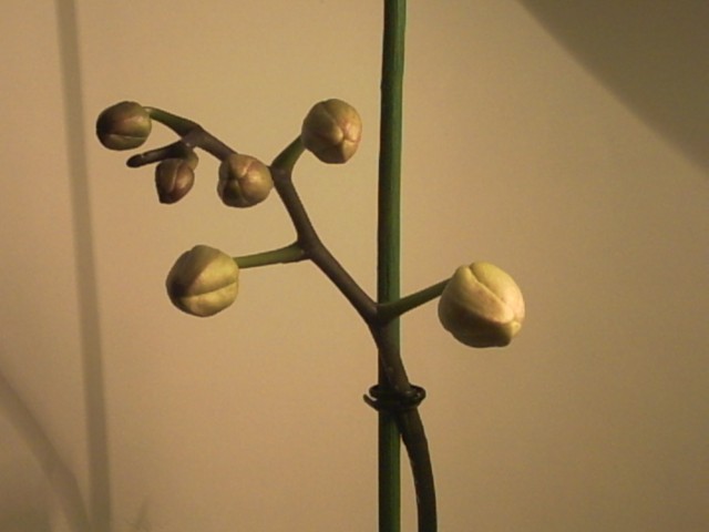 PICT0087.jpg