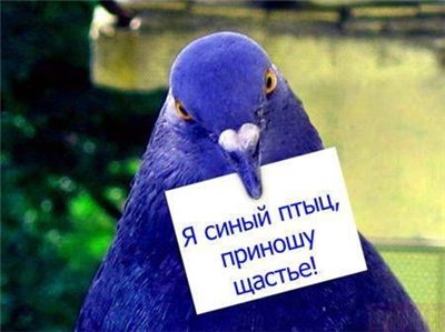 птица.jpg