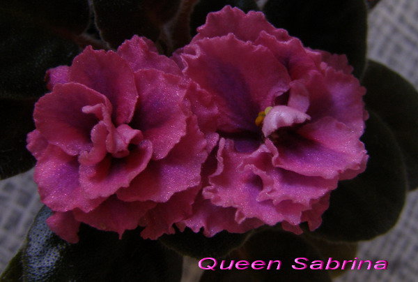 Queen Sabrina1.jpg