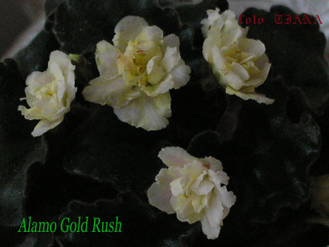 Alamo-Gold-Rush.jpg