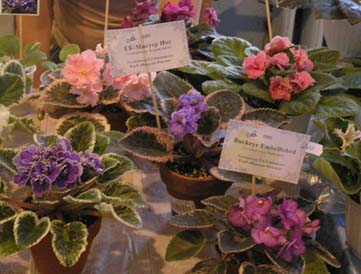 P4290038_s1.jpg