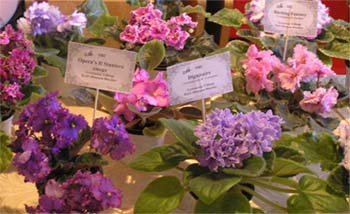 P4290048_s.JPG
