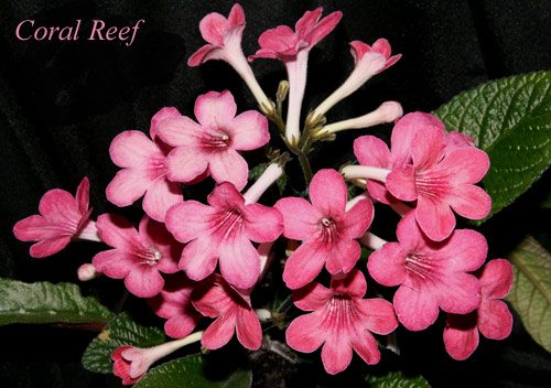 CoralReef1.jpg