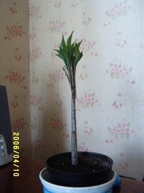 S3700163.JPG