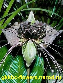 photo291[1].jpg