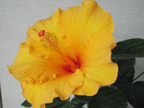 IMG_1421.jpg