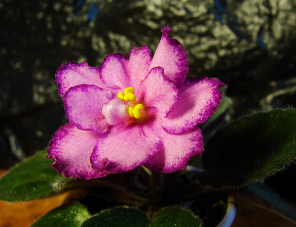 DSC09034.jpg