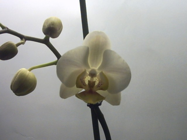 PICT0093.jpg