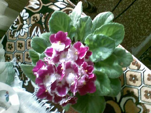 07052008011-уменьшенное.jpg