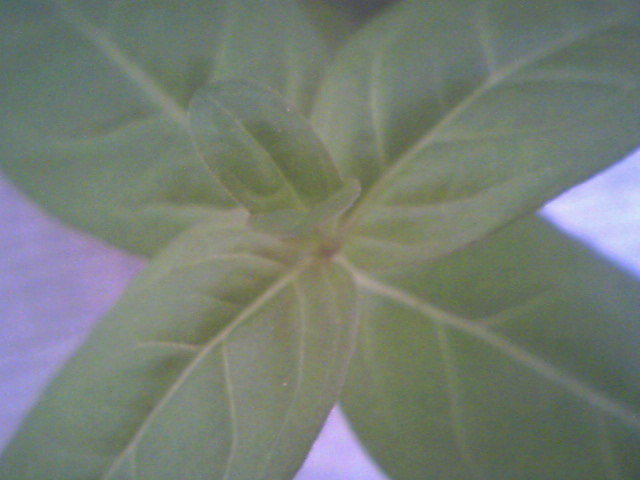 Ph0010.jpg