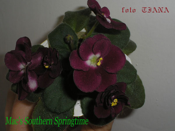 Mac's-Southern-Springtime.jpg