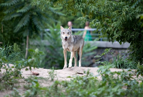 _MG_3832.jpg