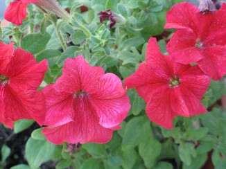 IMG_0221.JPG