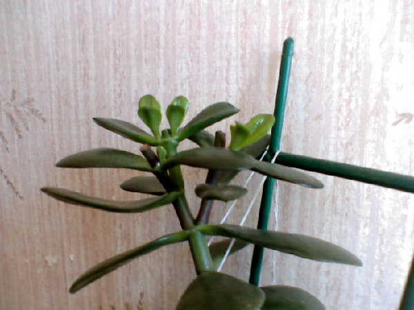 IMG010.jpg
