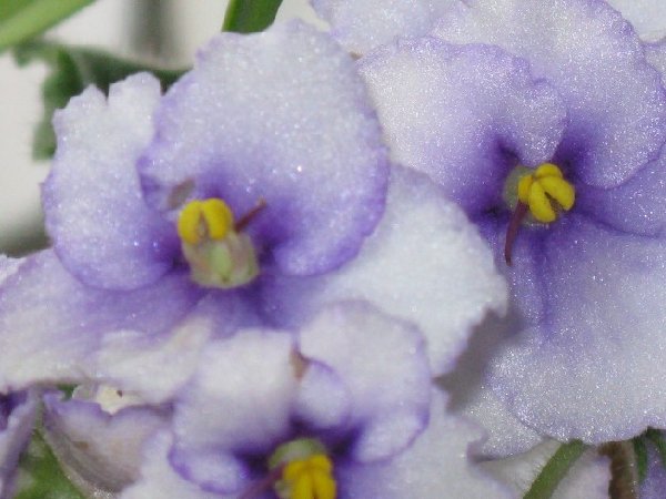 IMG_0338.JPG
