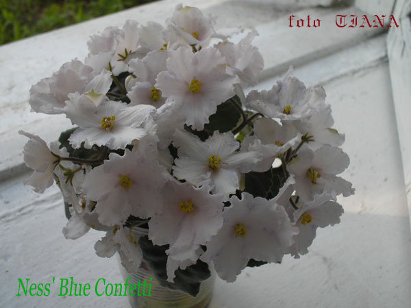 Ness'-Blue-Confetti-3-копия.jpg
