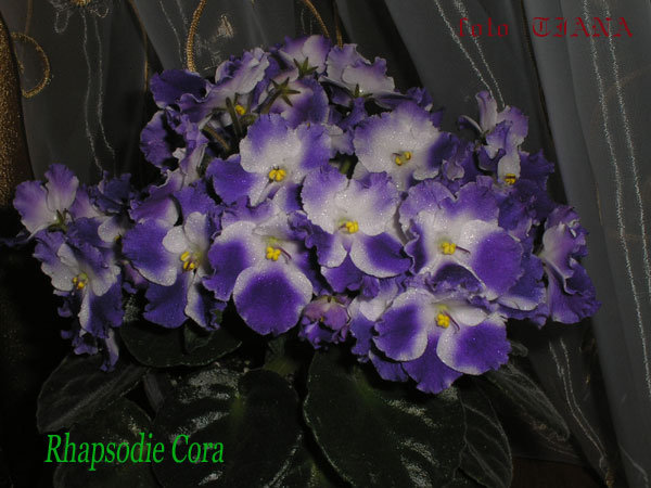 Rhapsodie-Cora.jpg