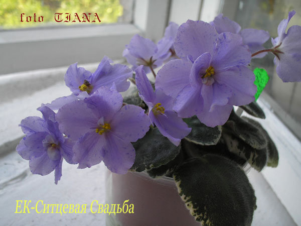 -Ситцевая-Свадьба-3.jpg