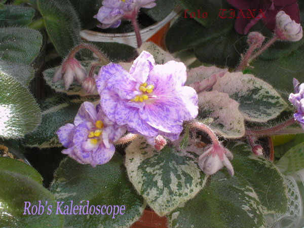 Rob's-Kaleidoscope.jpg