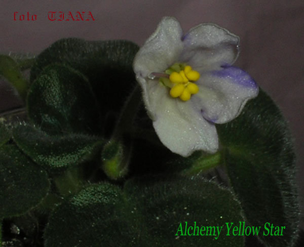 Alchemy-Yellow-Star.jpg