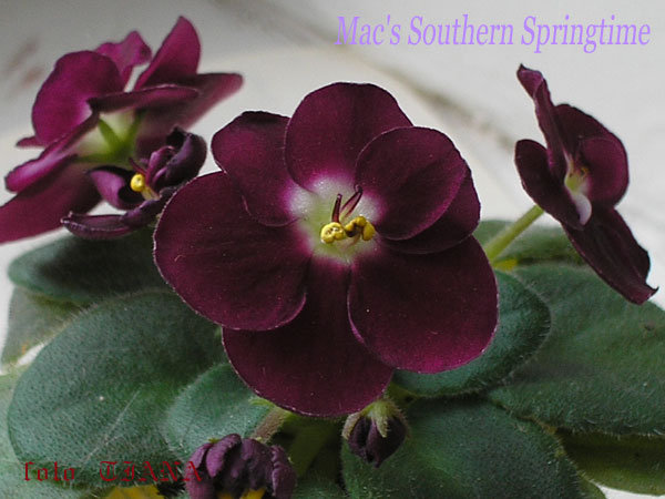 Mac's-Southern-Springtime-1.jpg