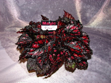 Etna.jpg