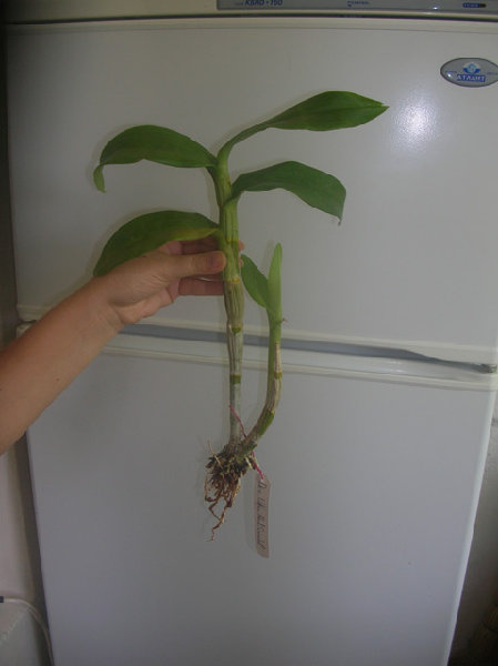 Den. Rinabha # 3