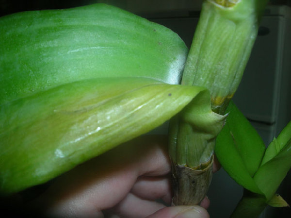 Den. Rinabha # 3