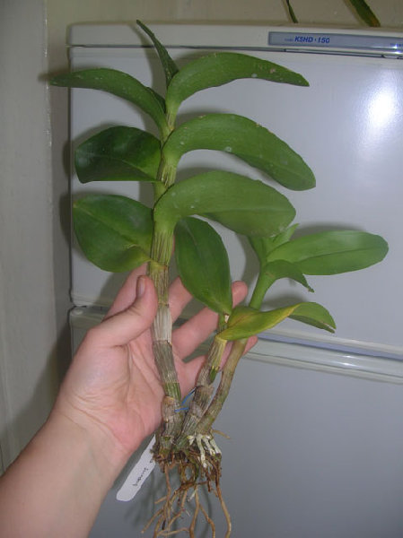 Den. Burana Sunday