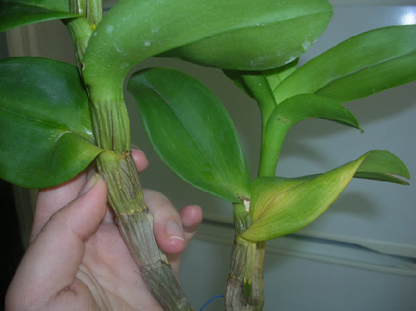 Den. Burana Sunday