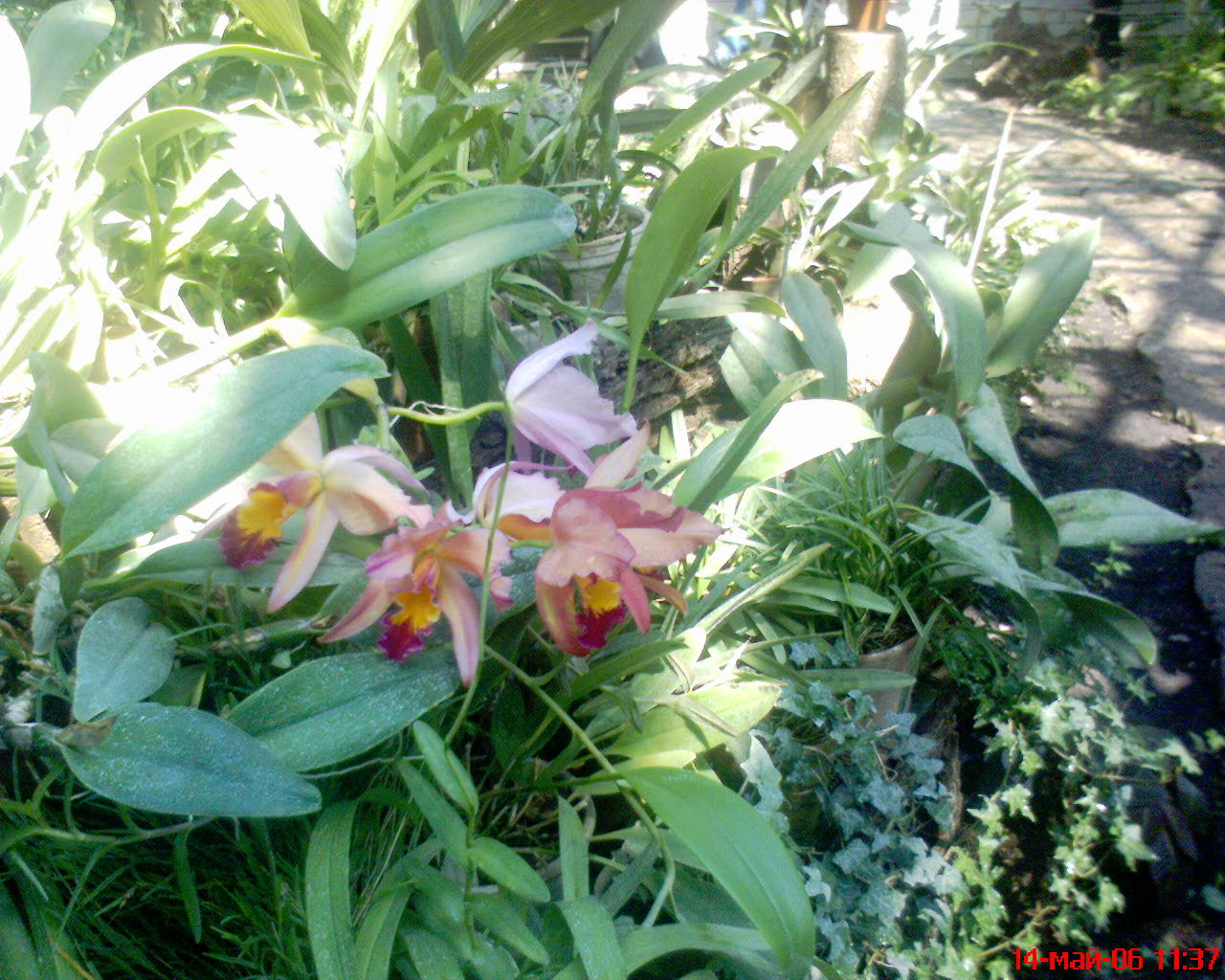 Dsc00005.jpg