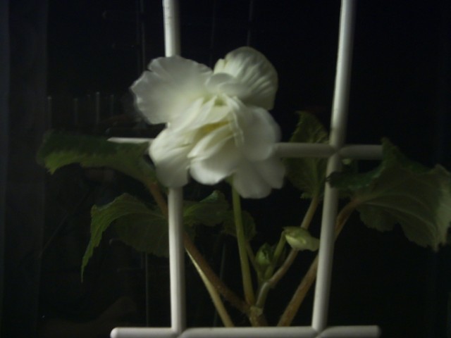PICT0105.jpg
