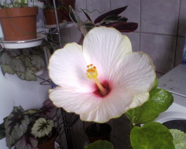 SP_A1270_1000.jpg