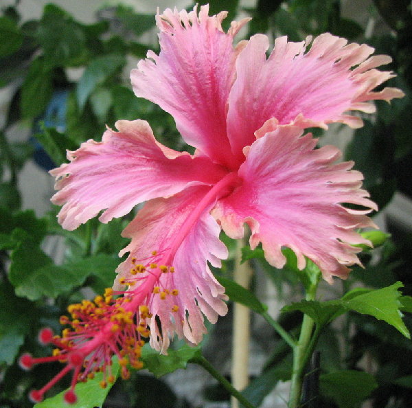IMG_1926.jpg