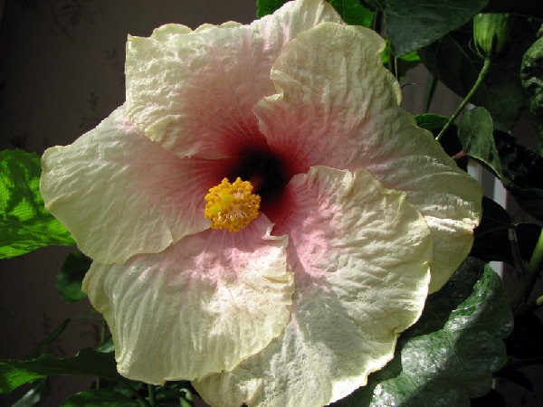 IMG_1959.jpg