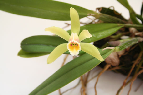 Сattleya luteola