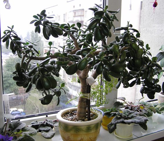 P9190050.JPG