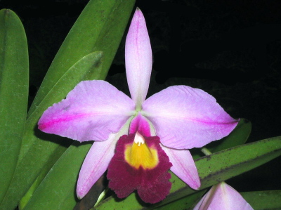 WEB-LIST-C-eldorado-magenta-integra-flamea-orlata-Tapajós.jpg