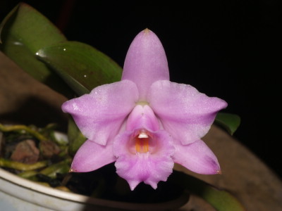 WEB-LIST-L-alaori-escura-(Z-618-RESULT OF CROSS).jpg