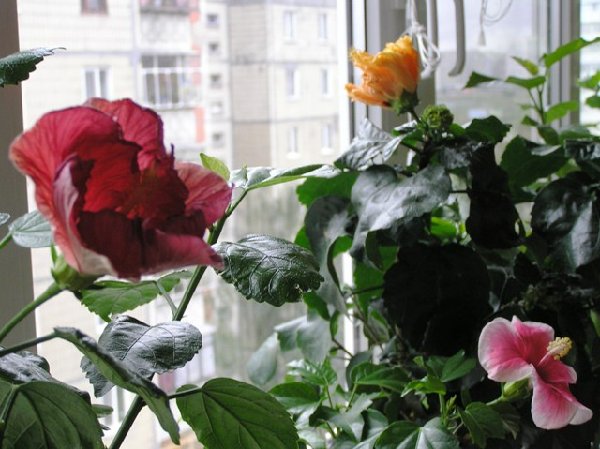 P9200007.JPG