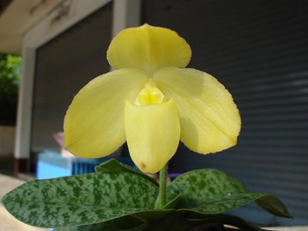 concolor_alba.jpg